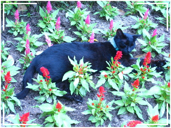 04_在花園睡著的貓.jpg